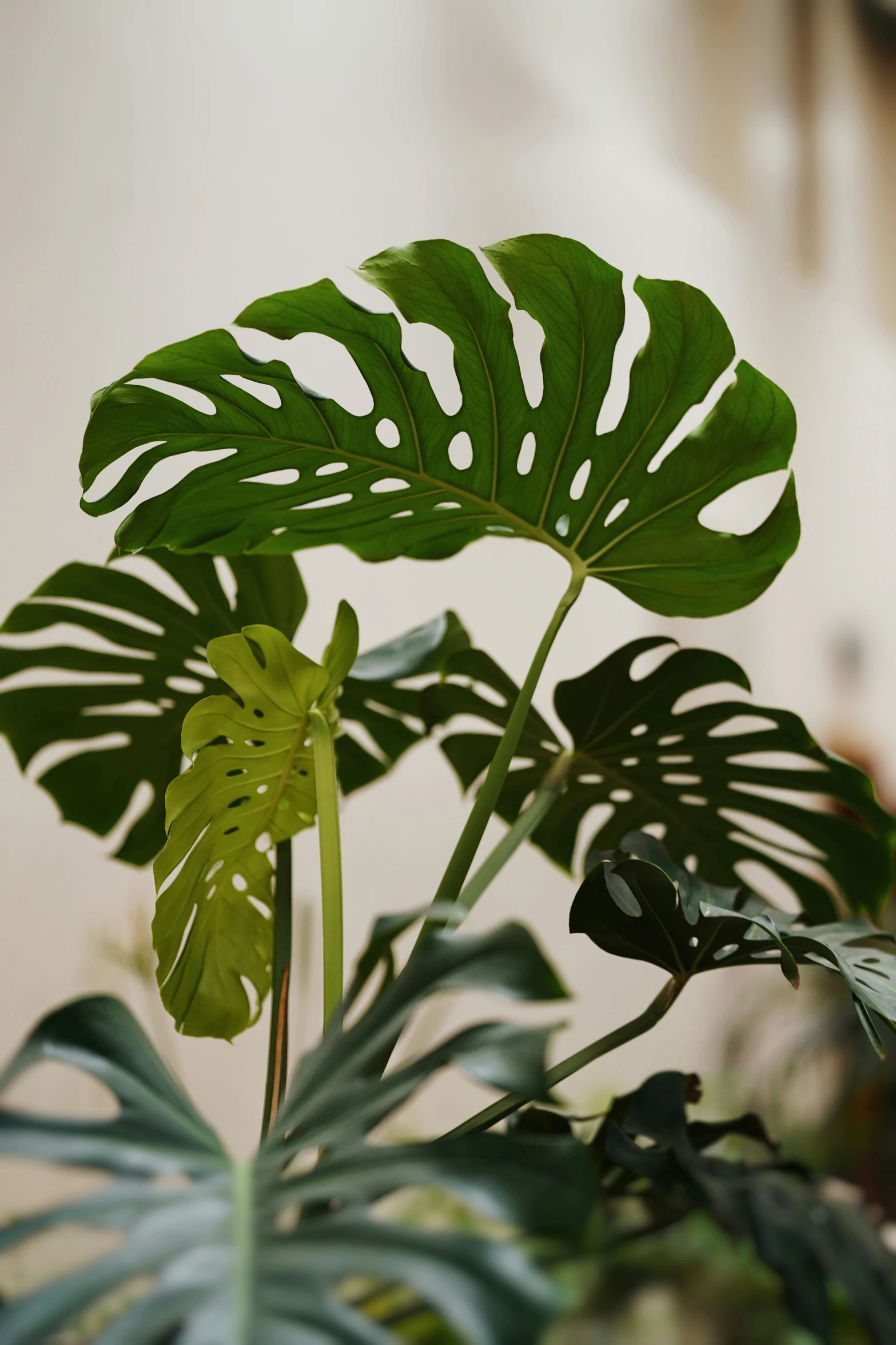 a green leafy plant that is in a room