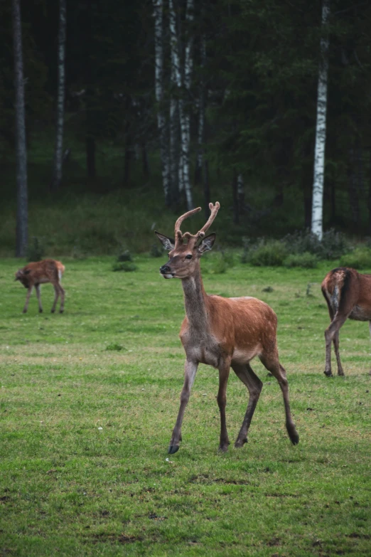 several deer are in a grassy field surrounded by trees