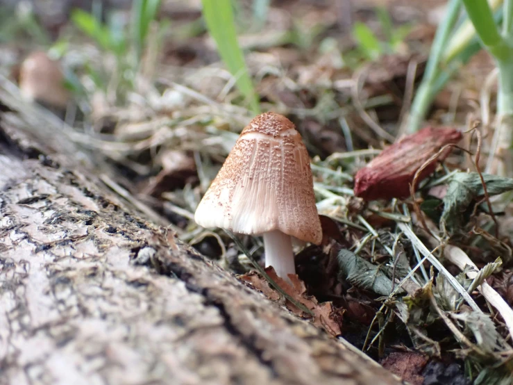a mushroom sits on the ground next to grass