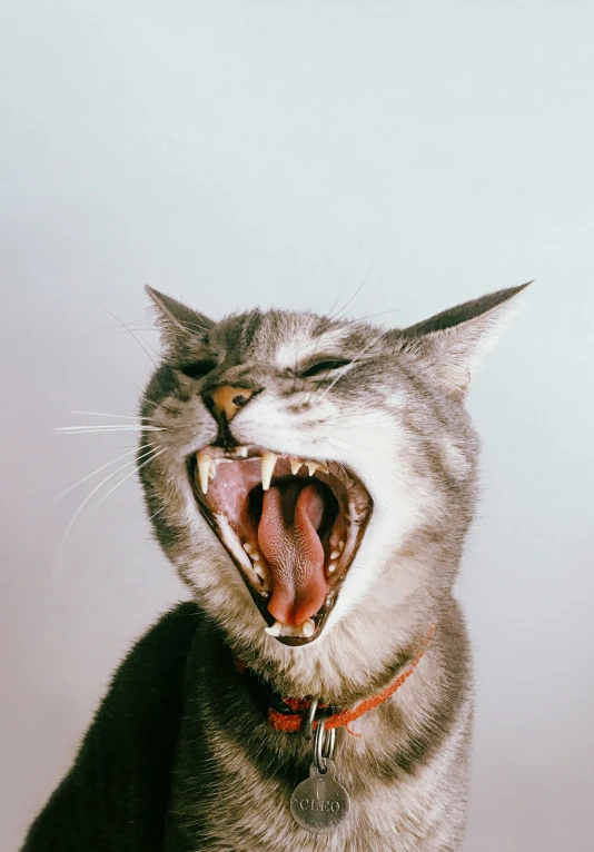 a very funny cat hissing with its teeth wide open