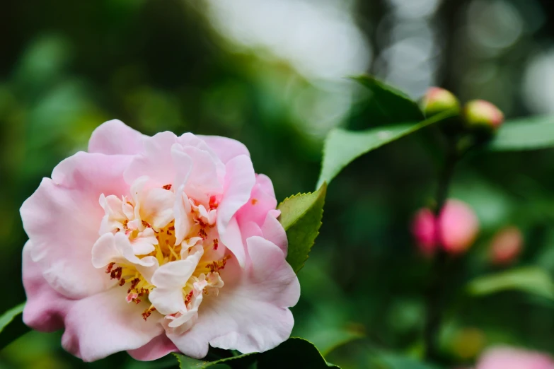 a flower is blooming with green leaves