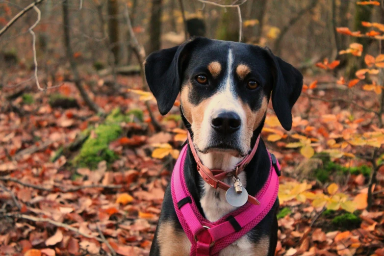 a dog with a pink harness stands in the fall leaves