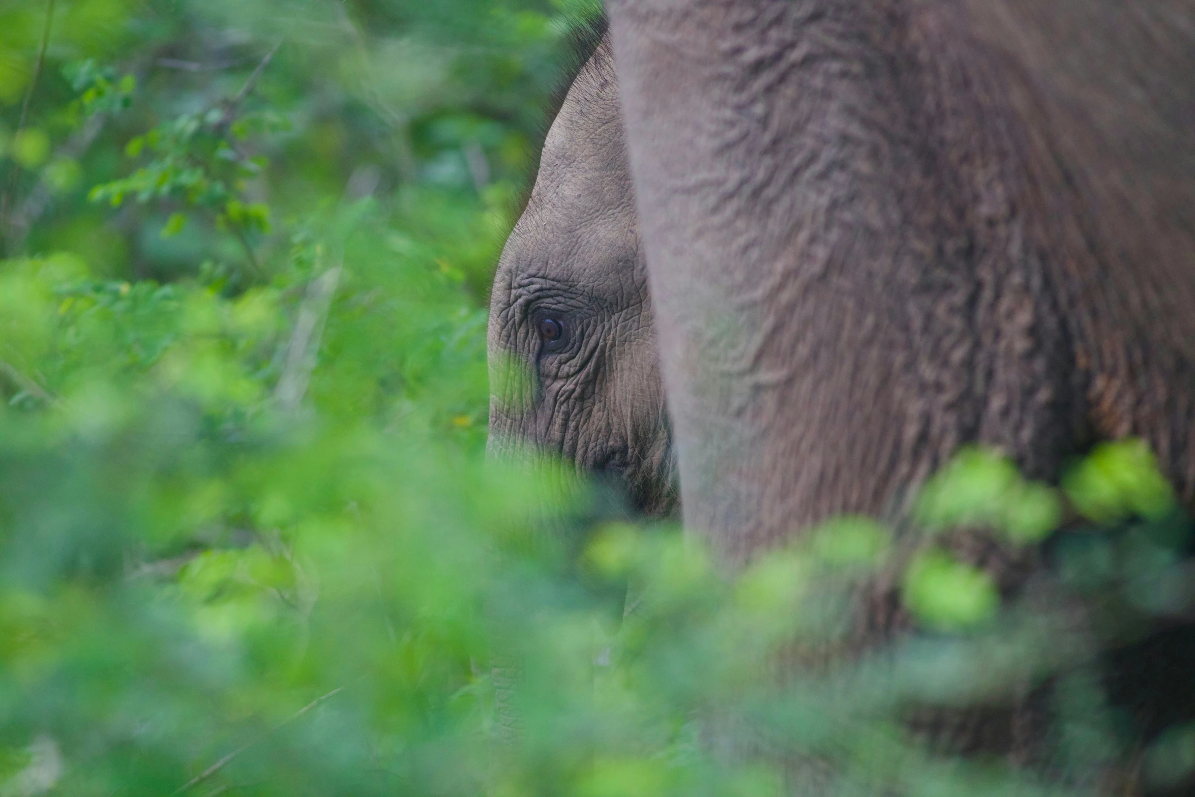 the head of an elephant, seen through some bushes