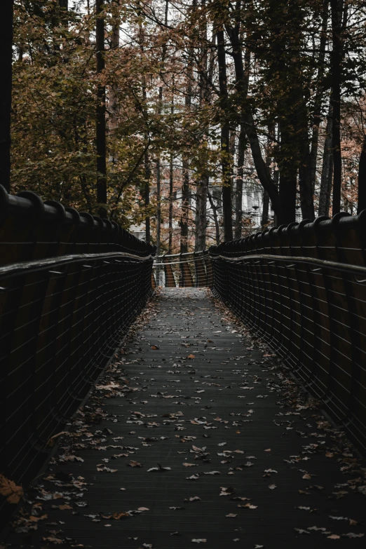 a narrow walkway with fencing leads to a forrest