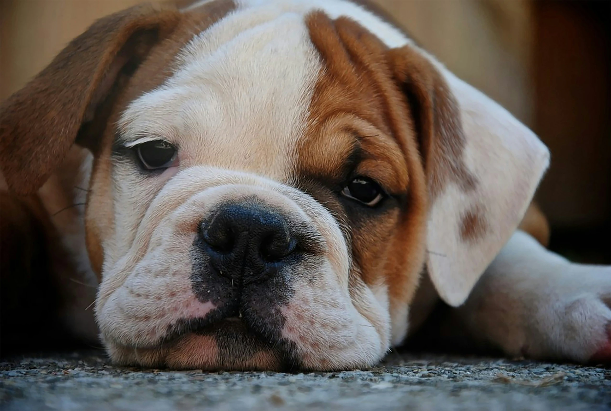 a large bulldog laying on a rug and looking away