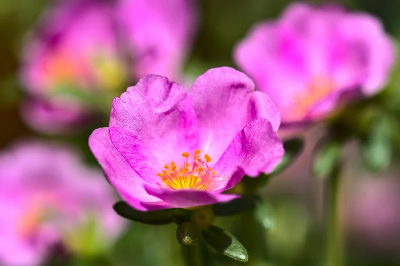 a small group of pink flowers growing on a stalk