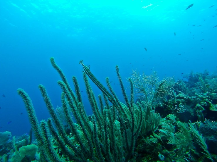 a number of sea corals on a ocean floor