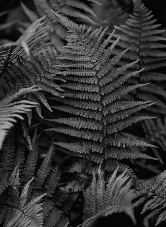a black and white image of green leaves