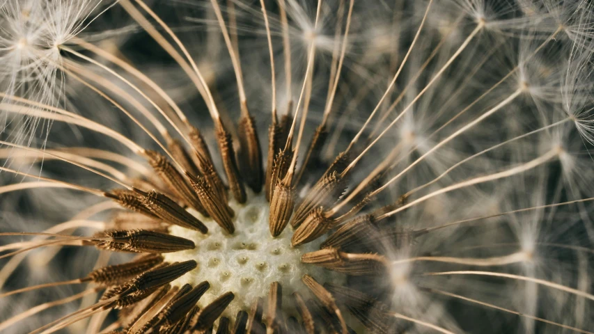 a very pretty dandelion with seeds on it