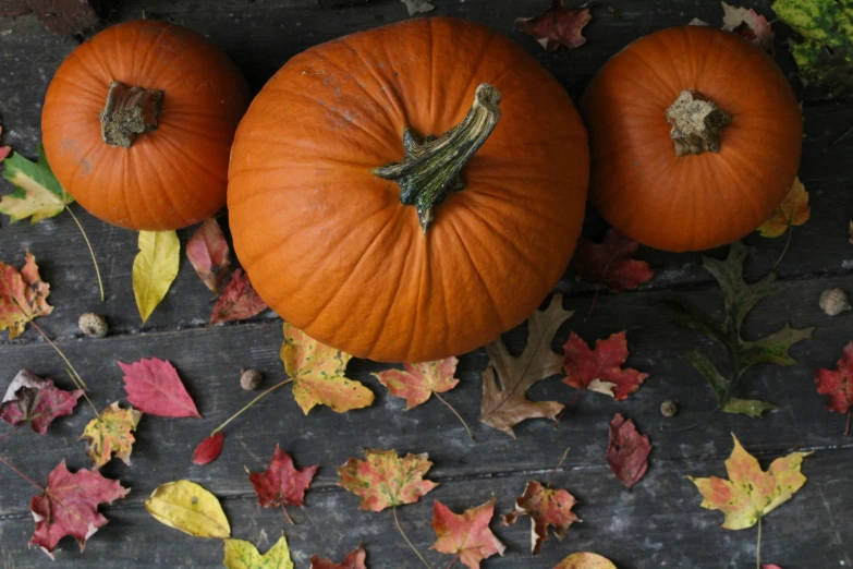 three orange pumpkins lay on a surface covered with autumn leaves