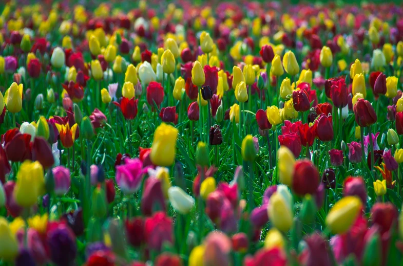 a group of tulips are standing together