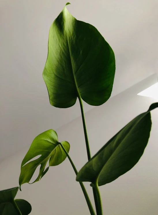 a green plant that is growing in the room