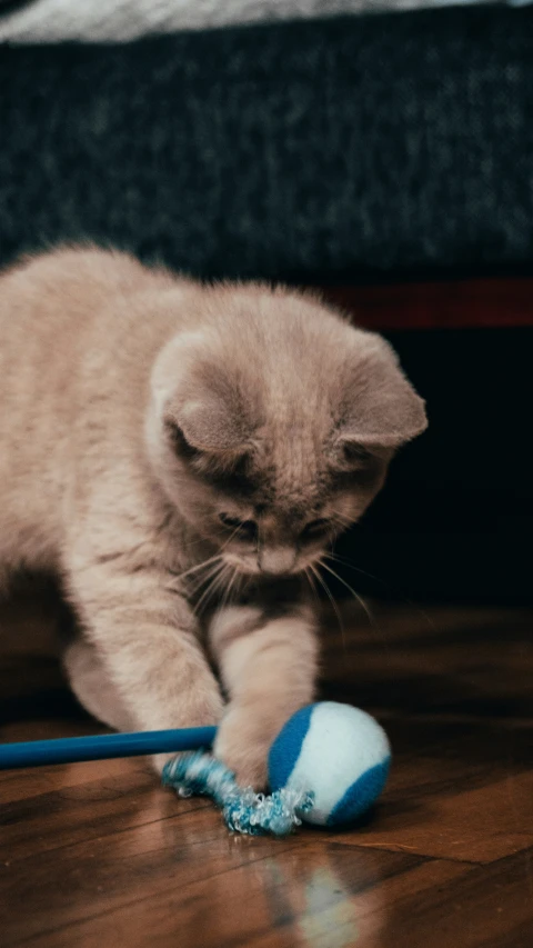 small cat playing with a blue and white ball