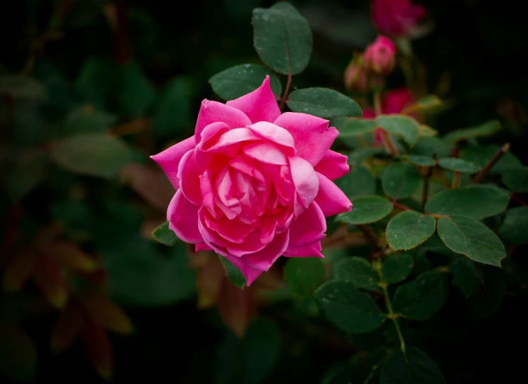 a pink rose that has just opened in the middle