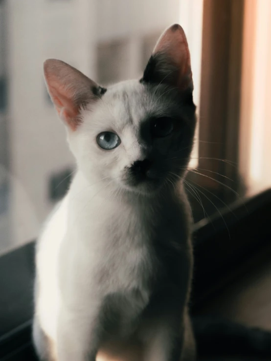an adorable white cat with bright blue eyes