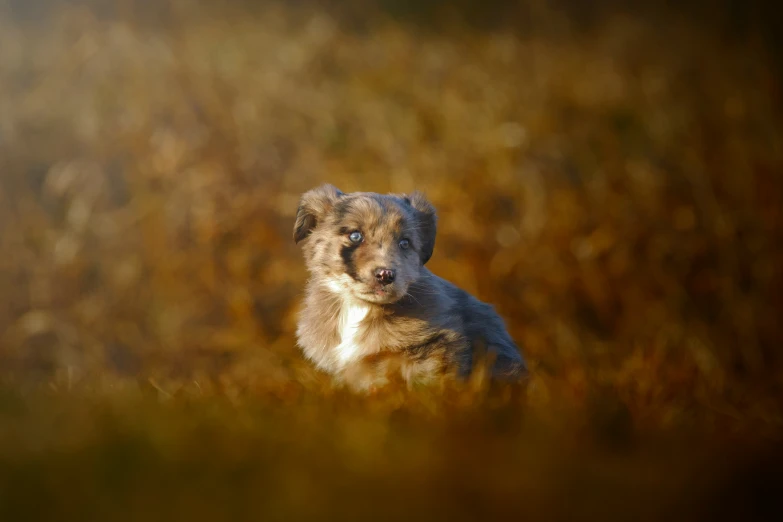 a small brown puppy looking forward in the middle of a field