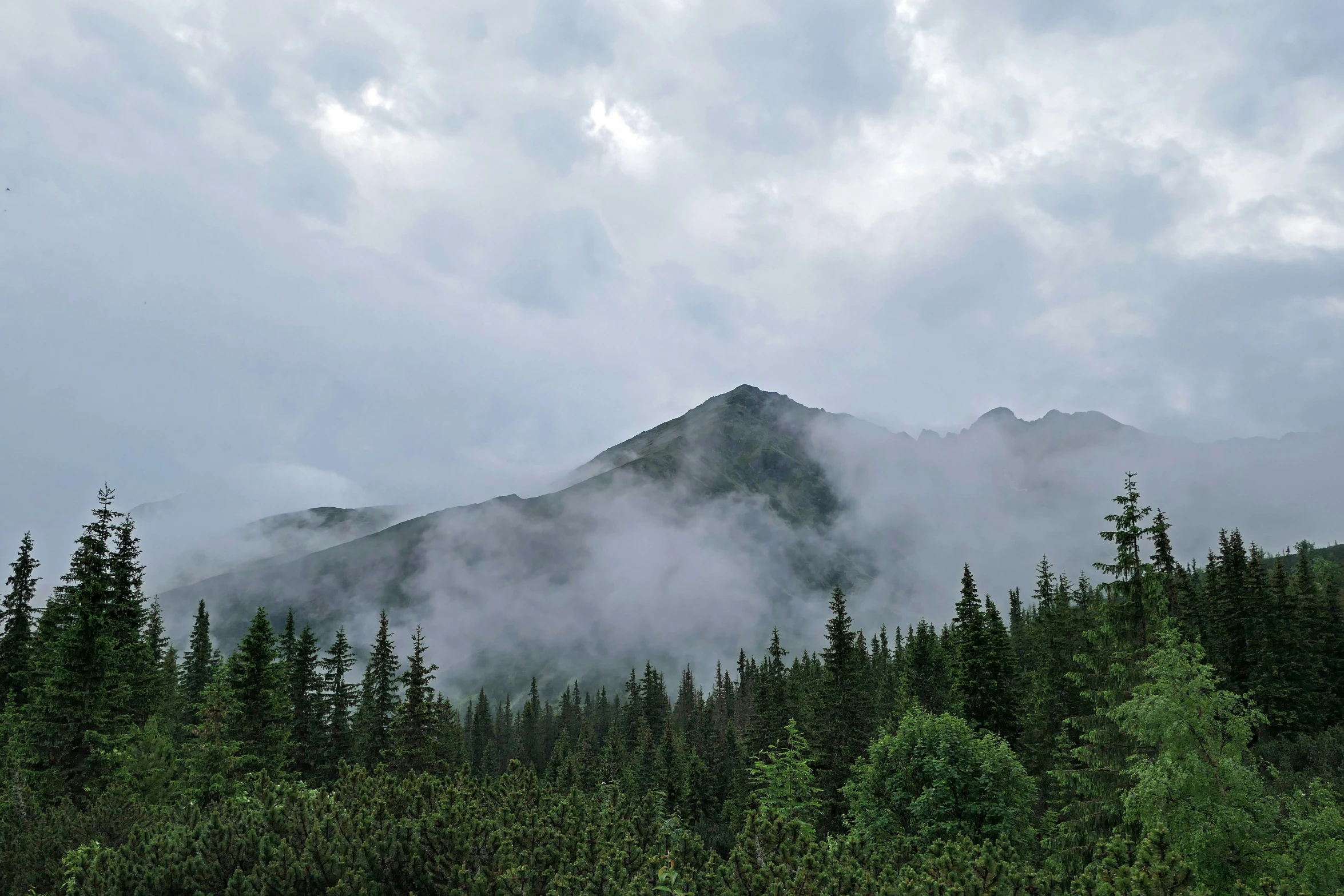 a forest in front of a mountain with mist rolling in from the trees