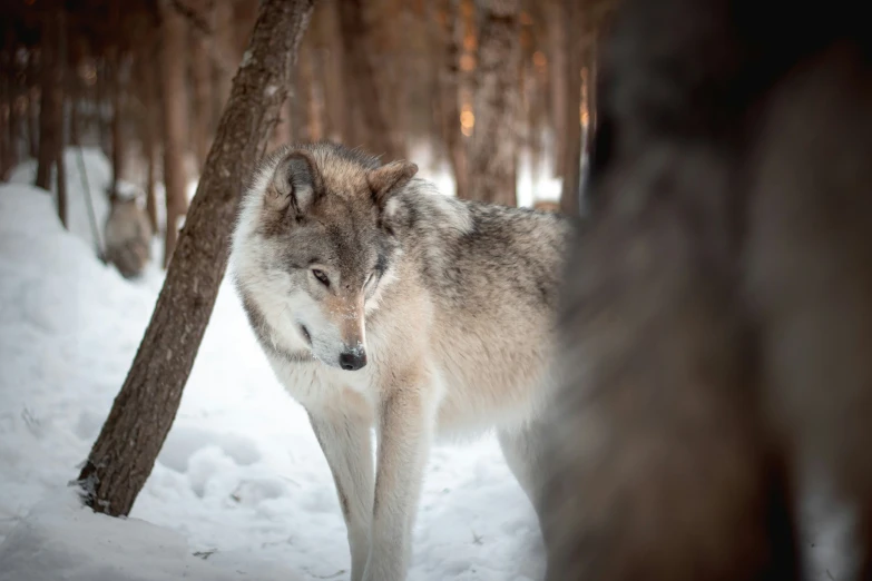 a wolf walks through the woods near some trees