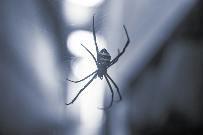 a close up of a black and white po of a spider