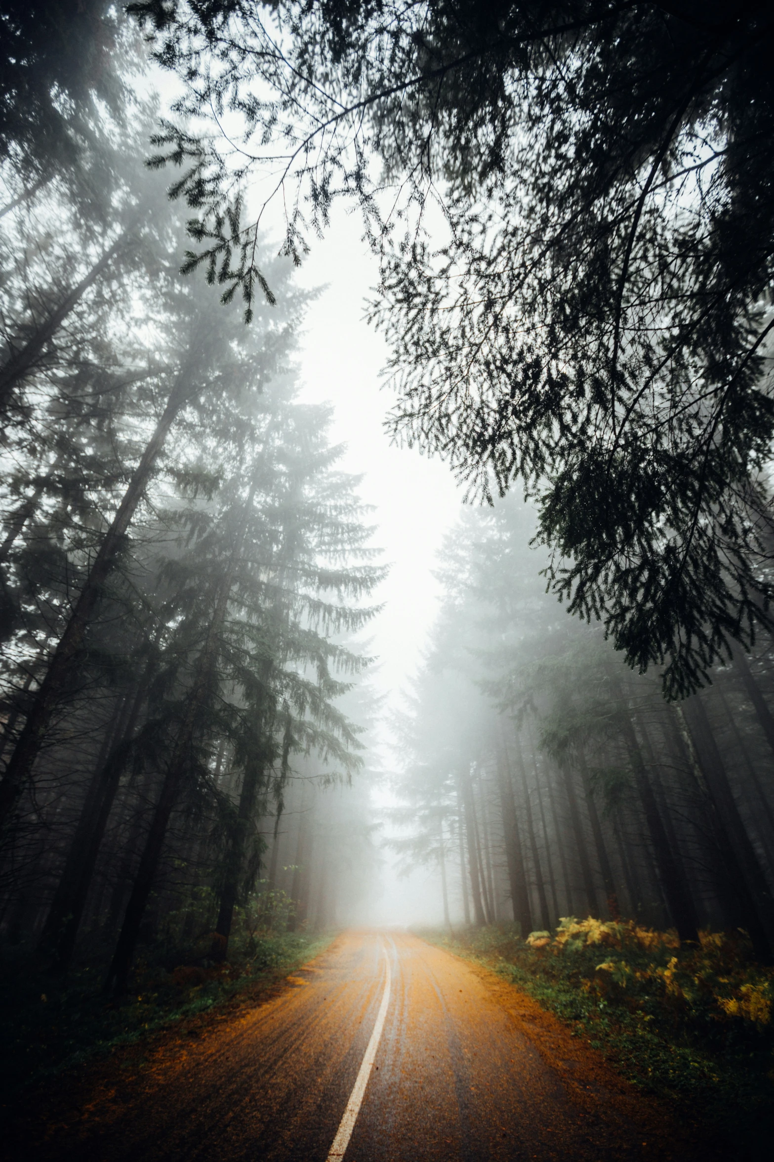 trees lining the sides of the road and a forest in the background