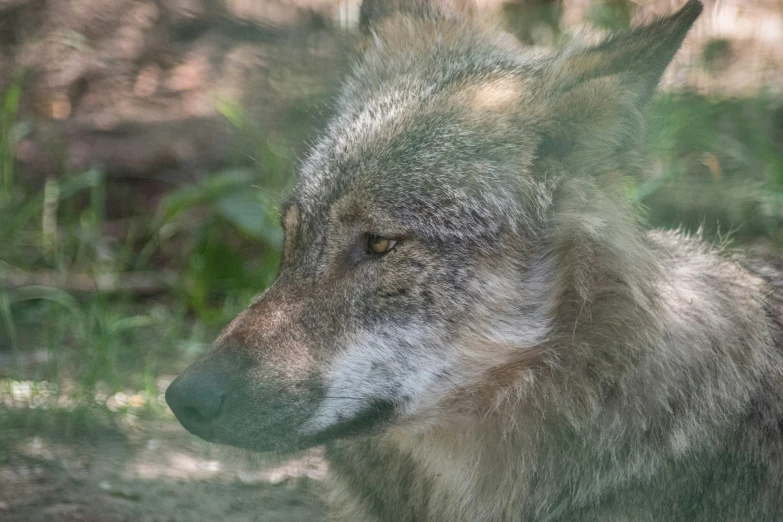 the wolf stares intently at the camera in a blurry picture
