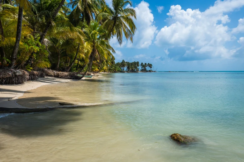 two groups of palm trees on the shoreline