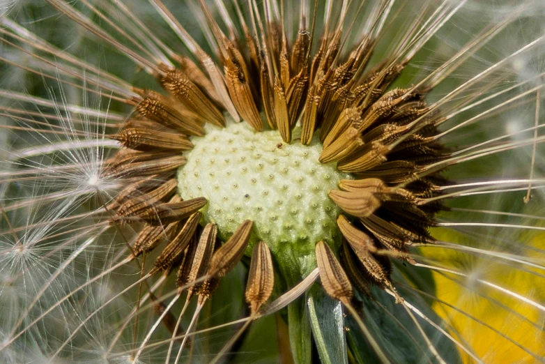 the seed head of a dandelion in the foreground