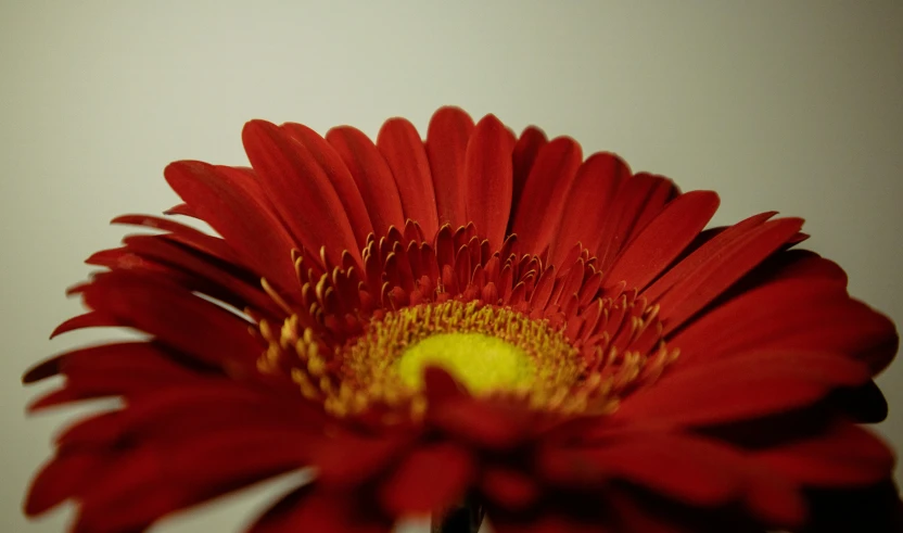 closeup of an orange and yellow flower with very large petals