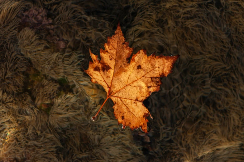 a leaf lays upside down in the snow