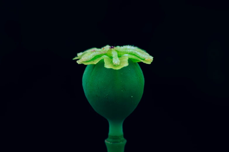 a flower sitting in a green vase on a black surface