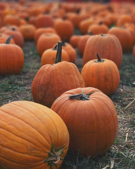 a field full of pumpkins on a sunny day