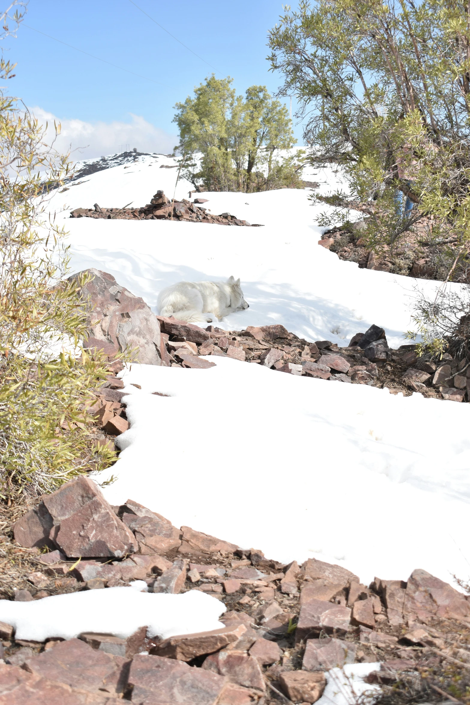 a white bear walking across snow covered rocks