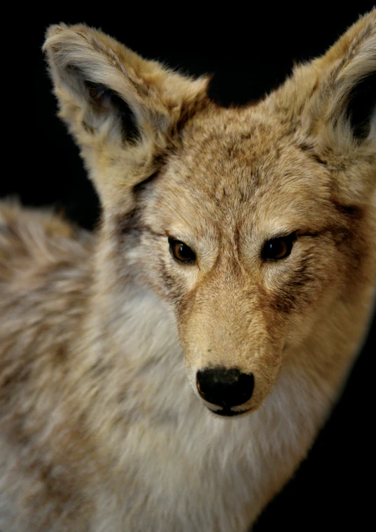 a close up image of a wolf looking to the side