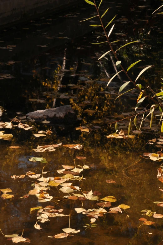 leaves floating on the surface of water