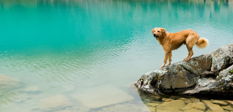 a dog standing on a rocky ledge near a body of water