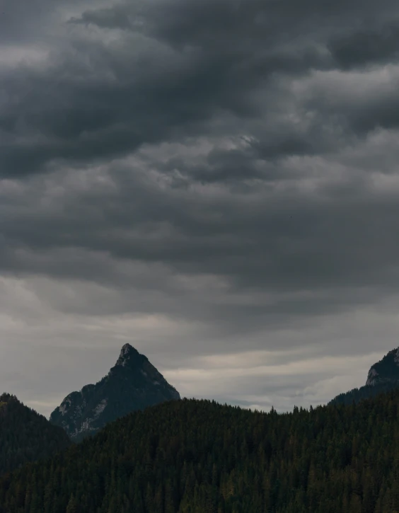 a bird is flying above the forest with a cloudy sky