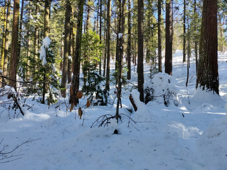 the area has a large amount of snow