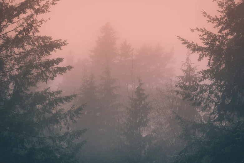 trees stand on a foggy morning in the forest