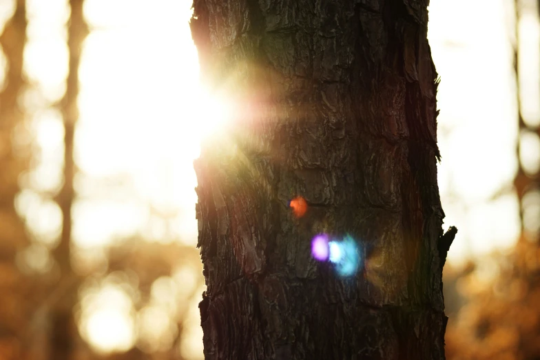 a close up of a tree trunk with the sun peeking through the trees