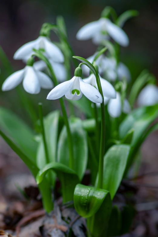 a close up picture of snowdrops growing in the grass