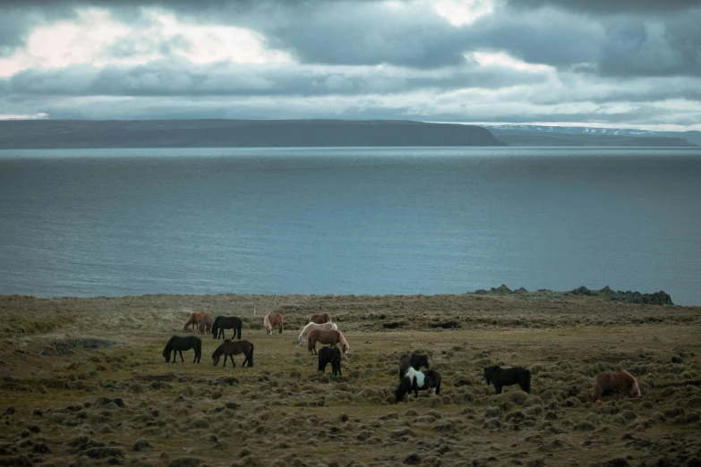 four horses are grazing near some water