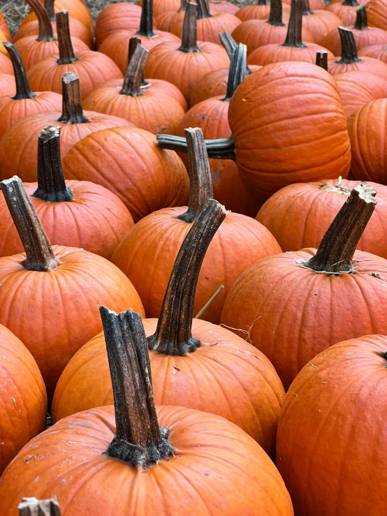 large pumpkins with brown markings sit on the ground