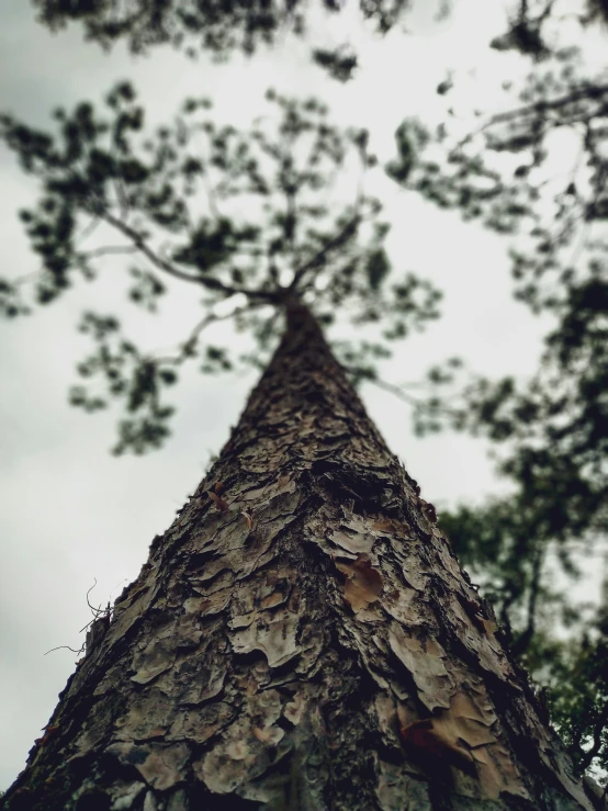 a large tree with lots of leaves on top