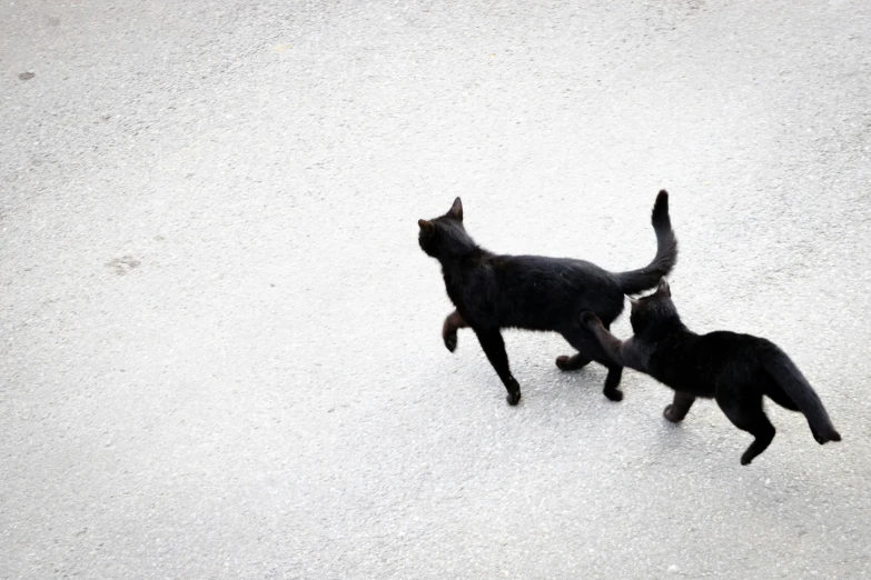 two black cats walk next to each other