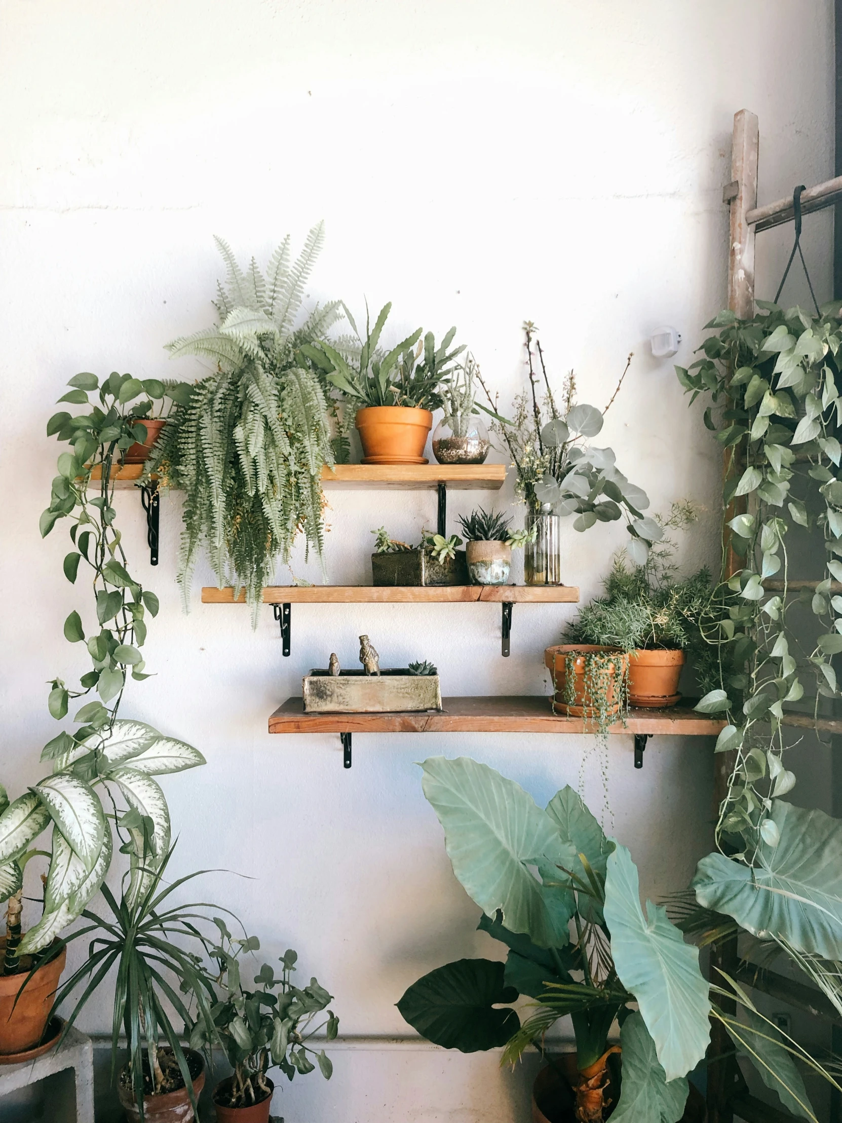 a row of potted plants sitting on top of a shelf