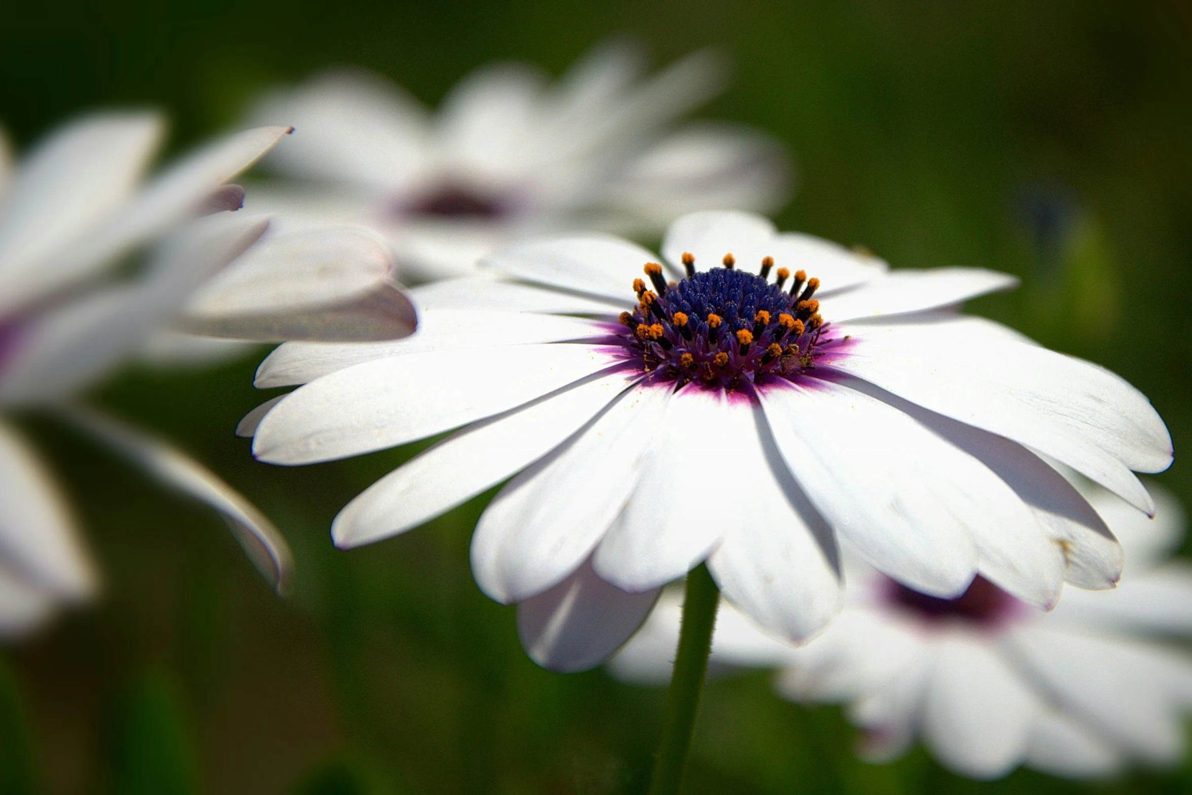 two white daisies in an out door flower patch