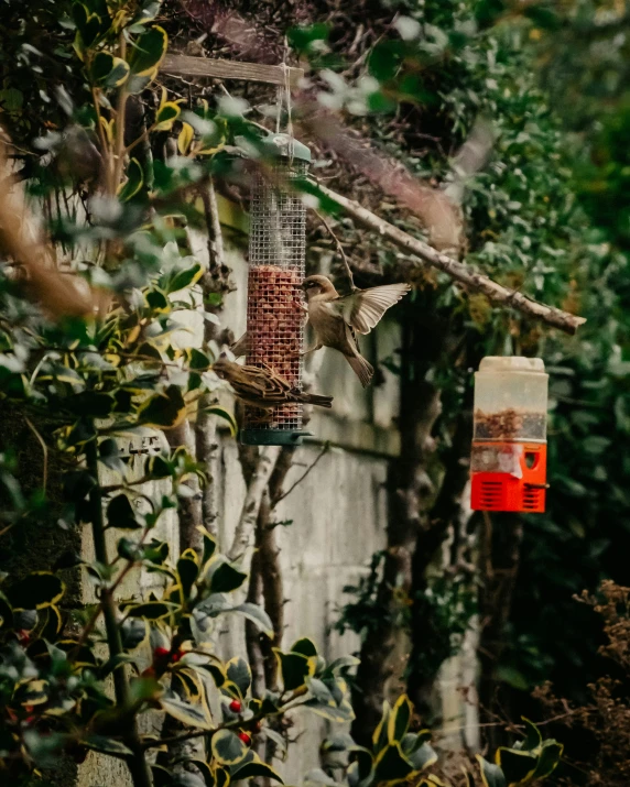 a hummingbird feeder sitting on top of a tree