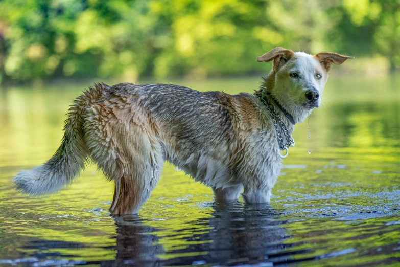 the brown and white dog is standing in water