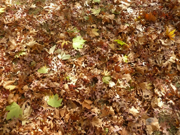 the carpet is full of leaves that are laying on it