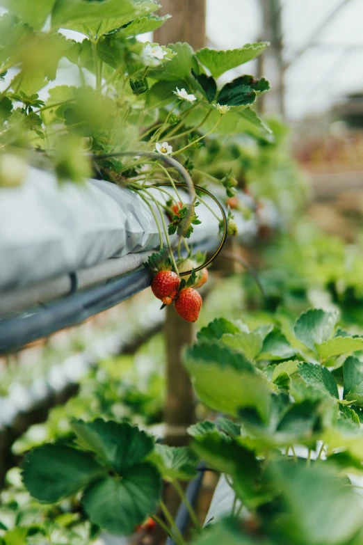 a close - up view of a strawberry growing on a vine in an indoor greenhouse